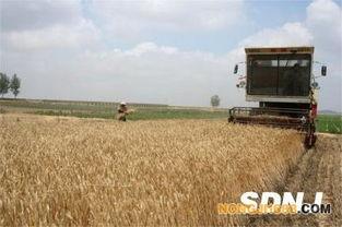 日照交通广播麦子照片,镜头下的阳光主播风采