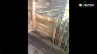 人之初搞笑版视频