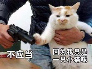 表情包网红猫叫啥,揭秘“喵星人”的爆红之路