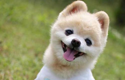 俊介表情包,笑出腹肌的欢乐源泉